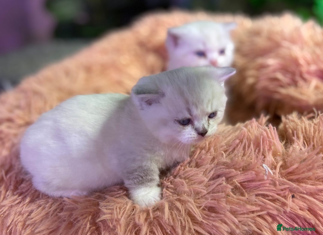Munchkin cats for sale: Full Pedigree Munchkin kittens - Image 18