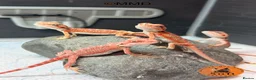 Bearded Dragon reptiles for sale: Red Monster /Zero Baby Bearded Dragons ready to go - Advert 8