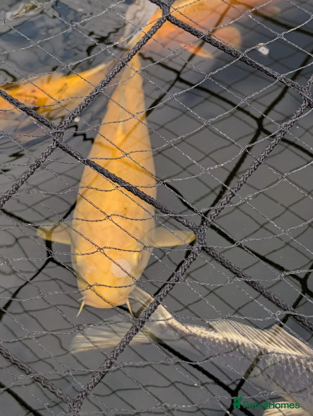 Koi Carp fish for sale: Koi carp and albino sturgeon for sale  - Advert 2