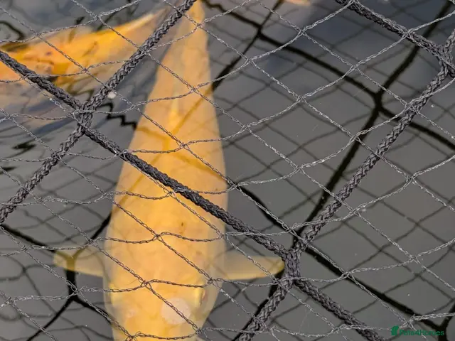 Koi Carp fish Koi carp and albino sturgeon for sale - Advert 2