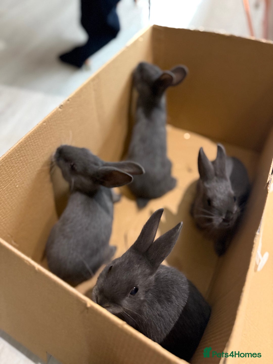 Mixed Breed rabbits for sale: Mixed Mini Rex breed  - Advert 2