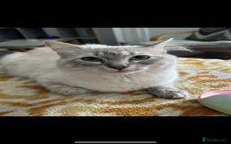 Ragdoll cats for sale: Ragdoll kittens  - Image 11