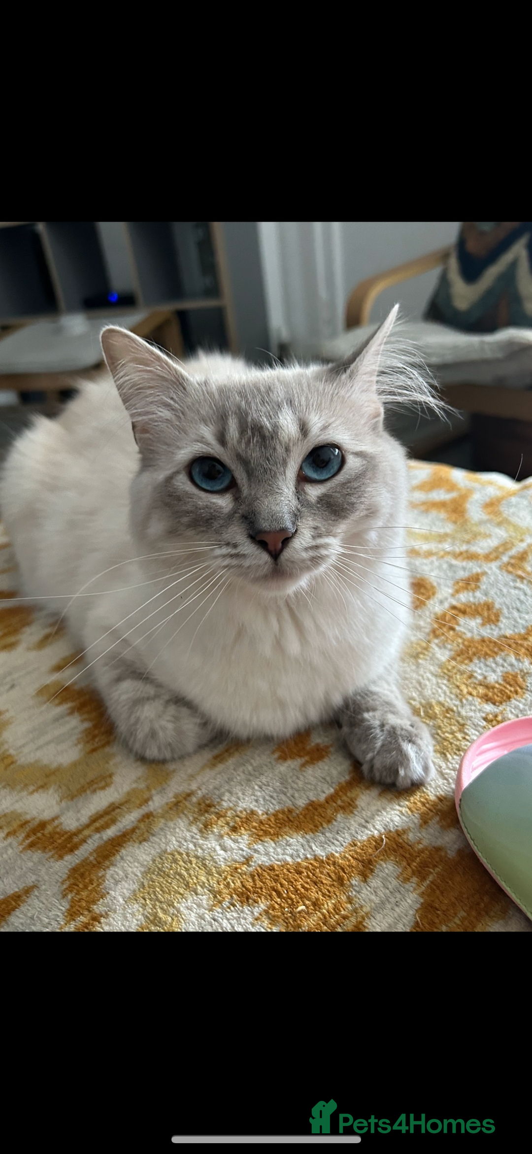 Ragdoll cats for sale: Ragdoll kittens  - Image 11