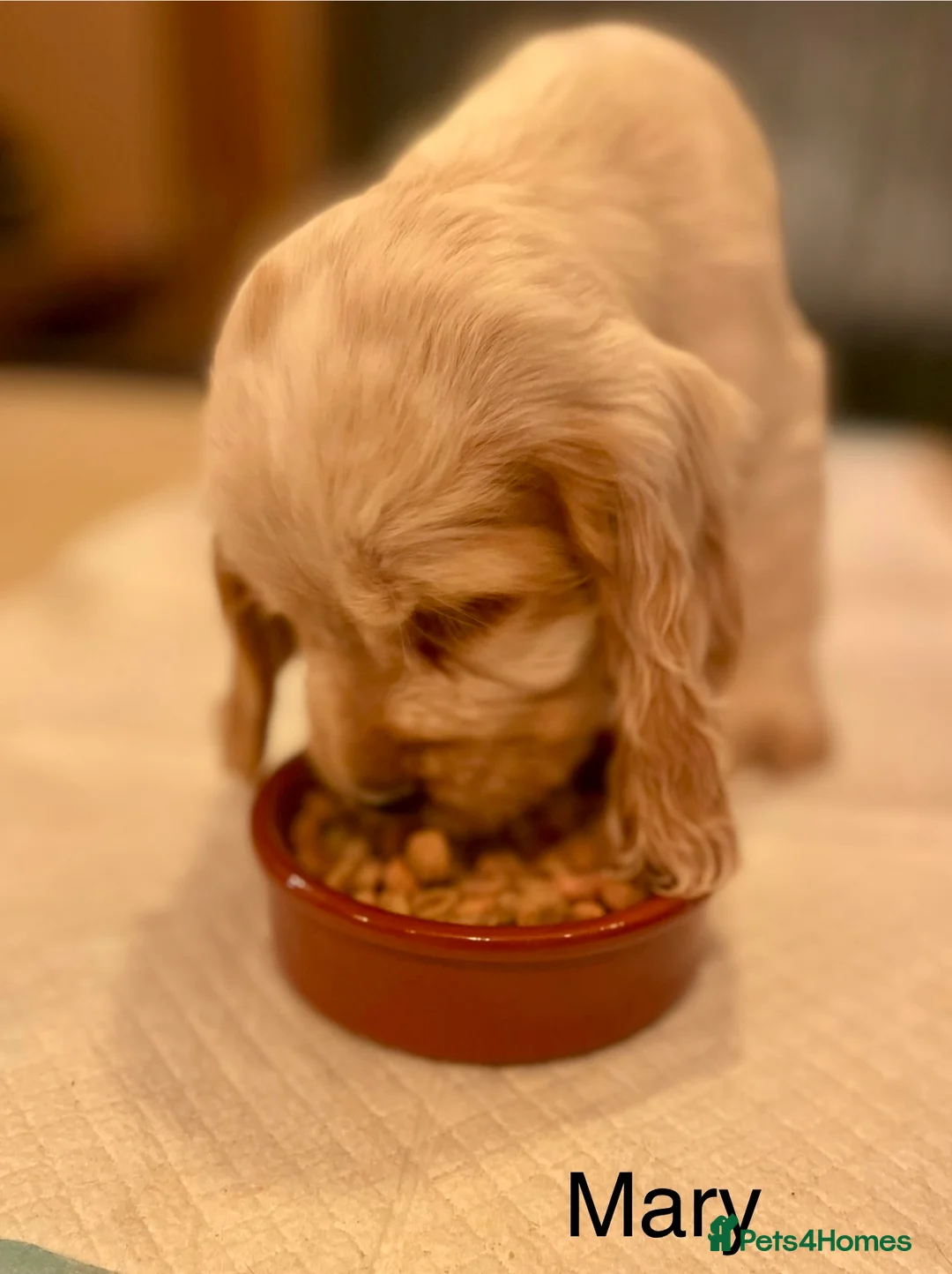 Cocker Spaniel dogs for sale: Gorgeous pair of pups remaining  - Advert 30