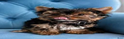 Yorkshire Terrier dogs for sale: 🐾 LAST YORKSHIRE TERRIER BOY AVAILABLE 🐾 - Advert 2