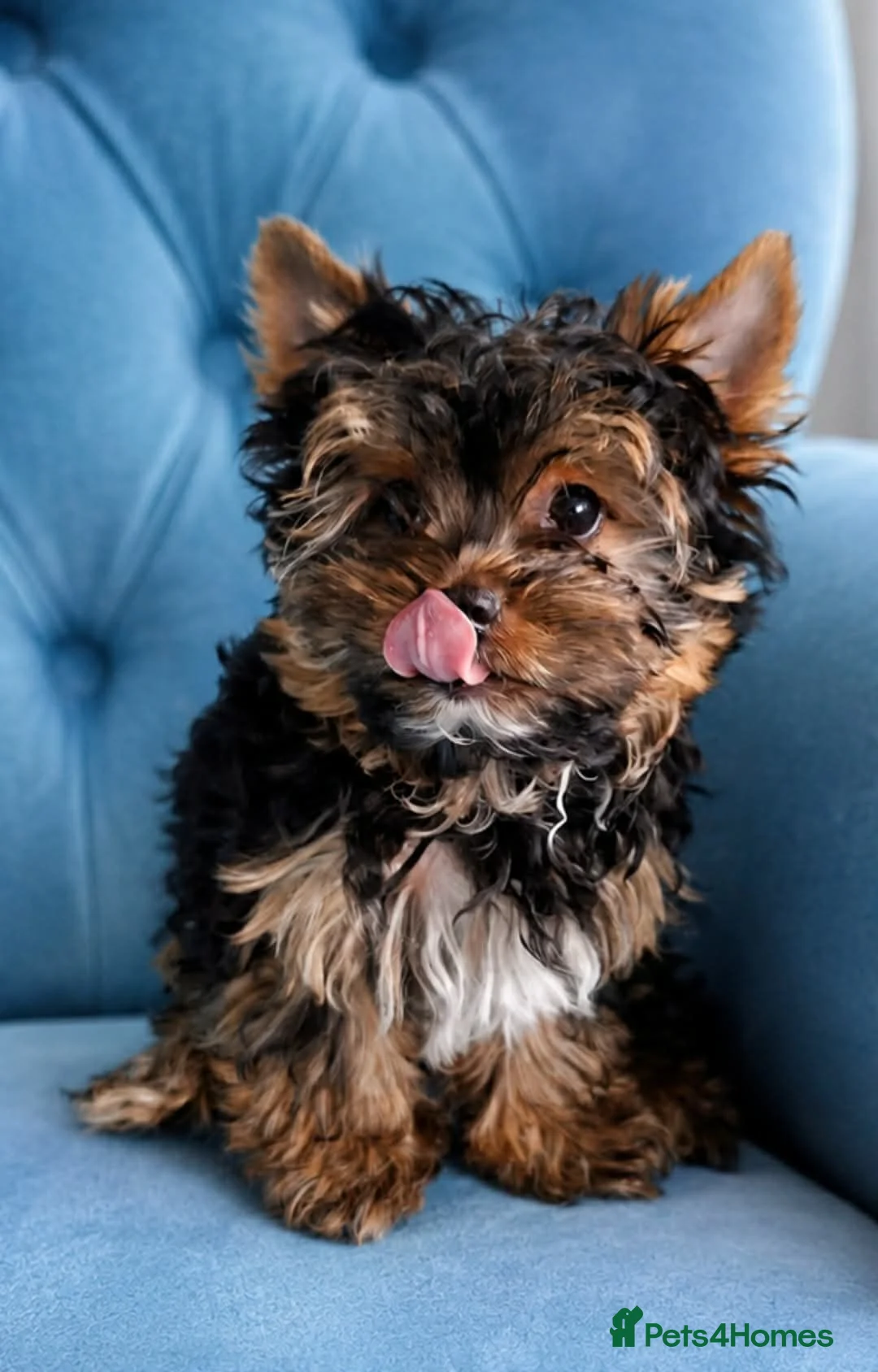 Yorkshire Terrier dogs for sale: 🐾 LAST YORKSHIRE TERRIER BOY AVAILABLE 🐾 - Advert 2