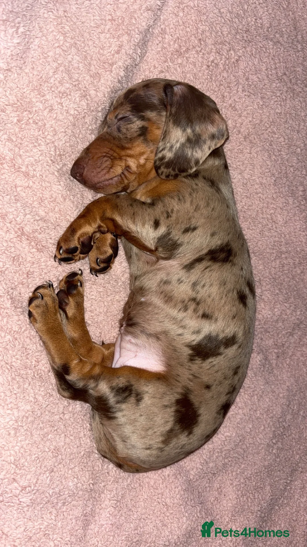 Miniature Dachshund dogs for sale: Beautiful mini dachshund girl  - Advert 4