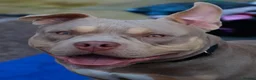 Mixed Breed dogs for sale: 4 year old male neutered pocket bully - Advert 4
