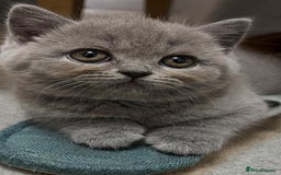 British Shorthair cats for sale: Six blue British shorthair kittens for sale  - Image 14