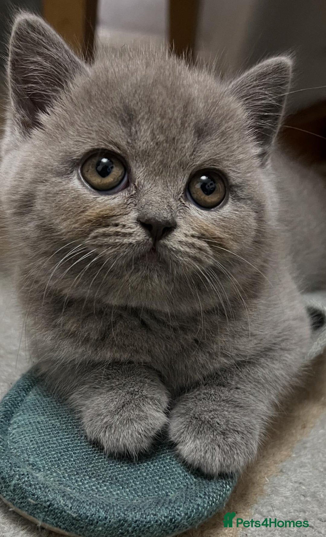 British Shorthair cats for sale: Six blue British shorthair kittens for sale  - Image 14