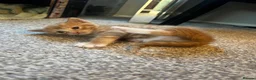 Mixed Breed cats for sale: 3 beautiful kittens  - Advert 5