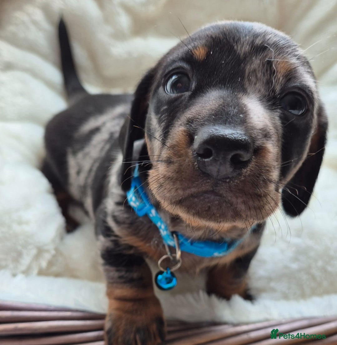 Miniature Dachshund dogs for sale: Stunning Pedigree Miniature Dachshund pups  - Image 9