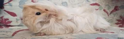 Guinea Pig rodents for sale: MEADOW SIDE CAVIES BABY GUINEA PIGS HEREFORDSHIRE  - Advert 28
