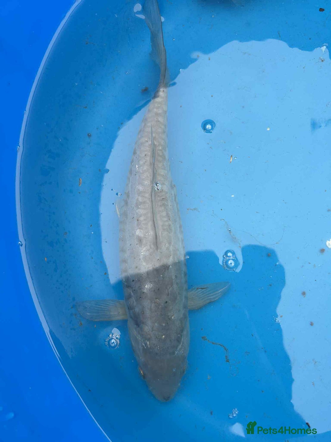 Koi Carp fish for sale: Koi for sale - Image 6