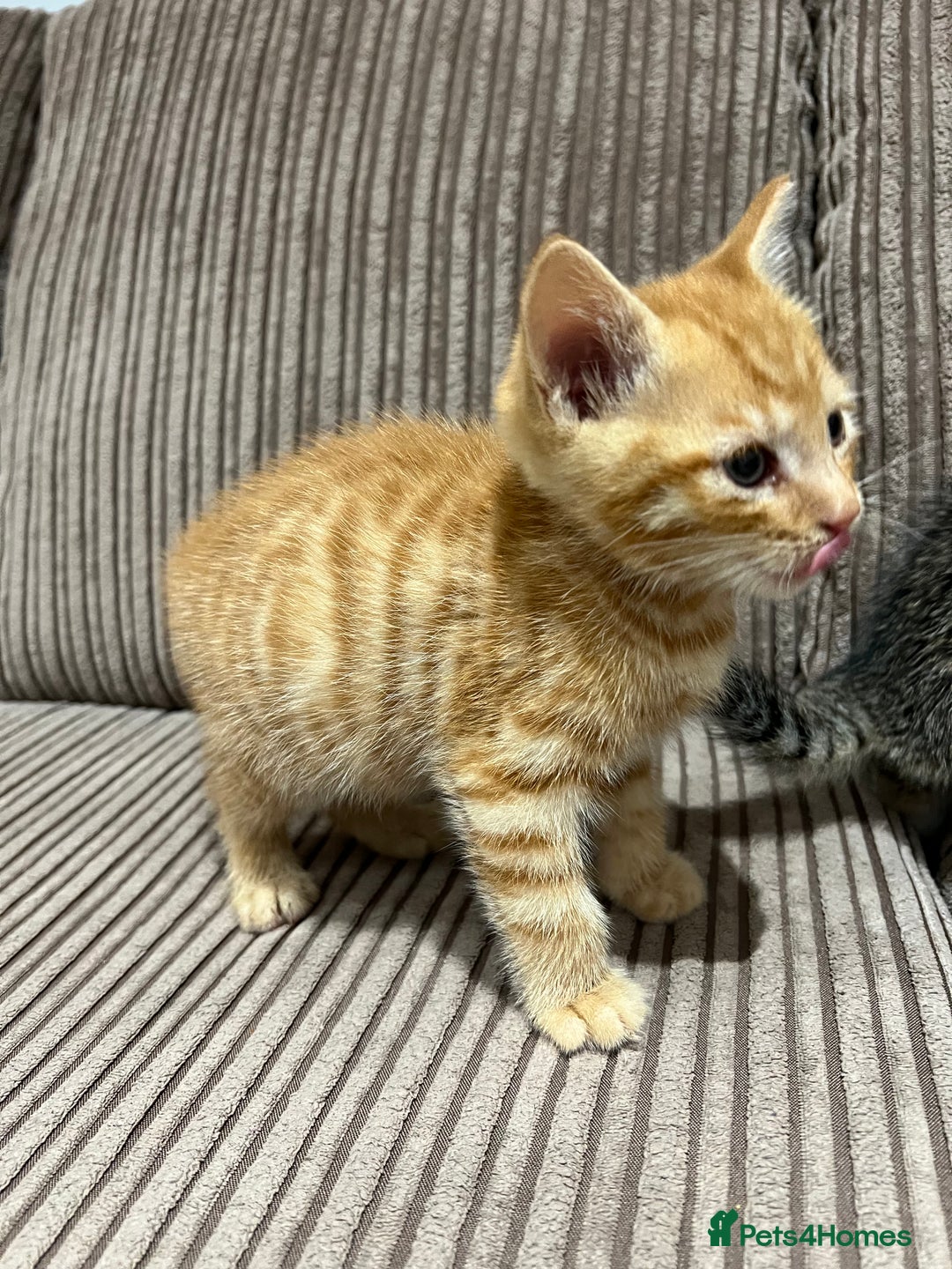 Domestic Shorthair cats for sale: 3 kitten for sale  - Image 3