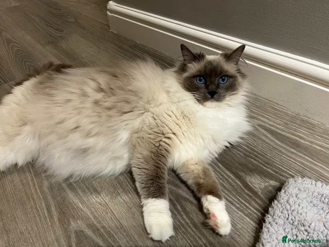 Ragdoll cats for sale: Ragdoll kittens  - Advert 1