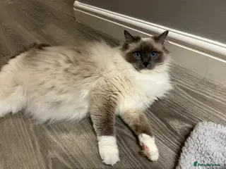 Ragdoll cats Ragdoll kittens - Advert 1