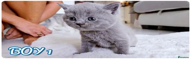 British Shorthair