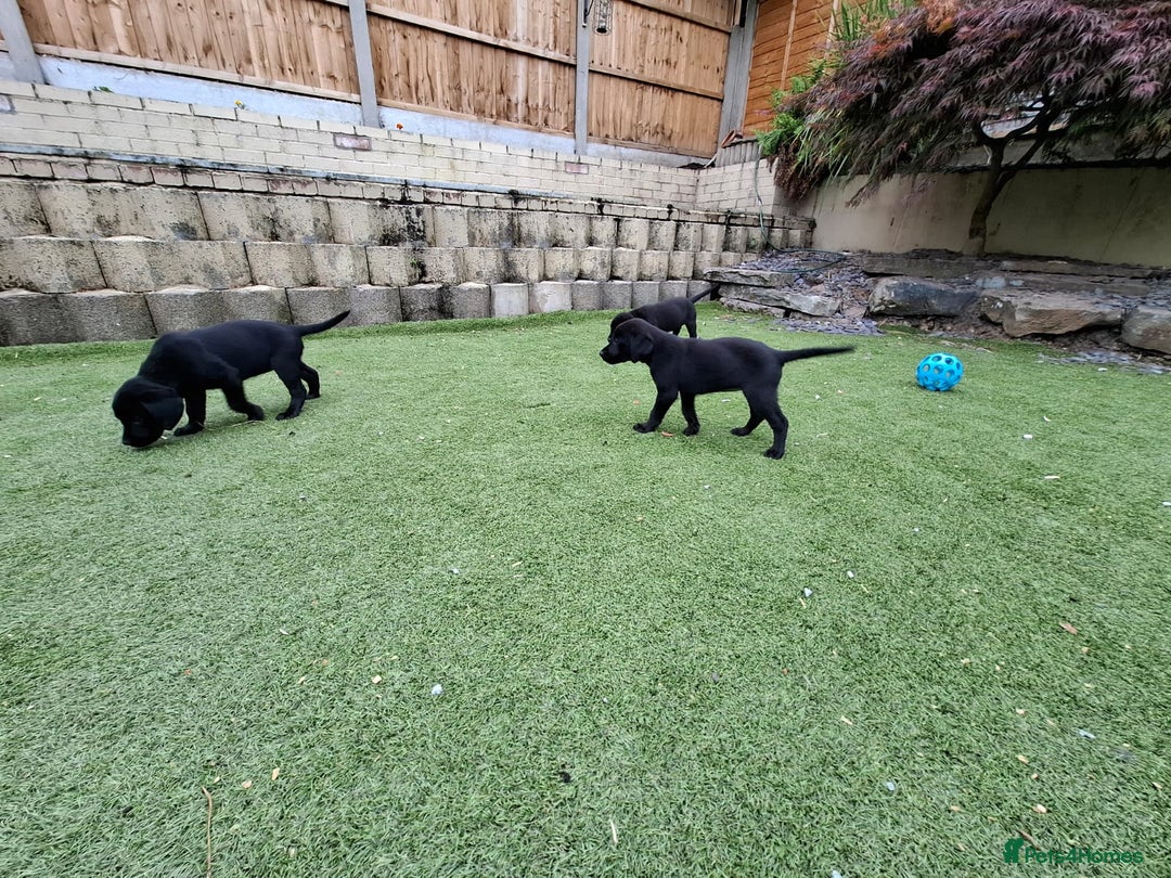Labrador Retriever dogs for sale: Labrador Puppies - Image 5