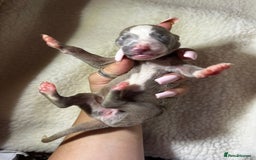 Whippet dogs for sale: Pedigree Purebred Blue and Two Toned Whippets - Image 13