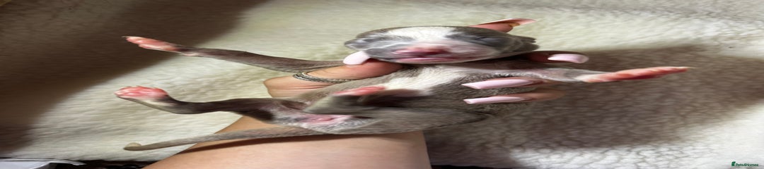 Whippet Puppy 7