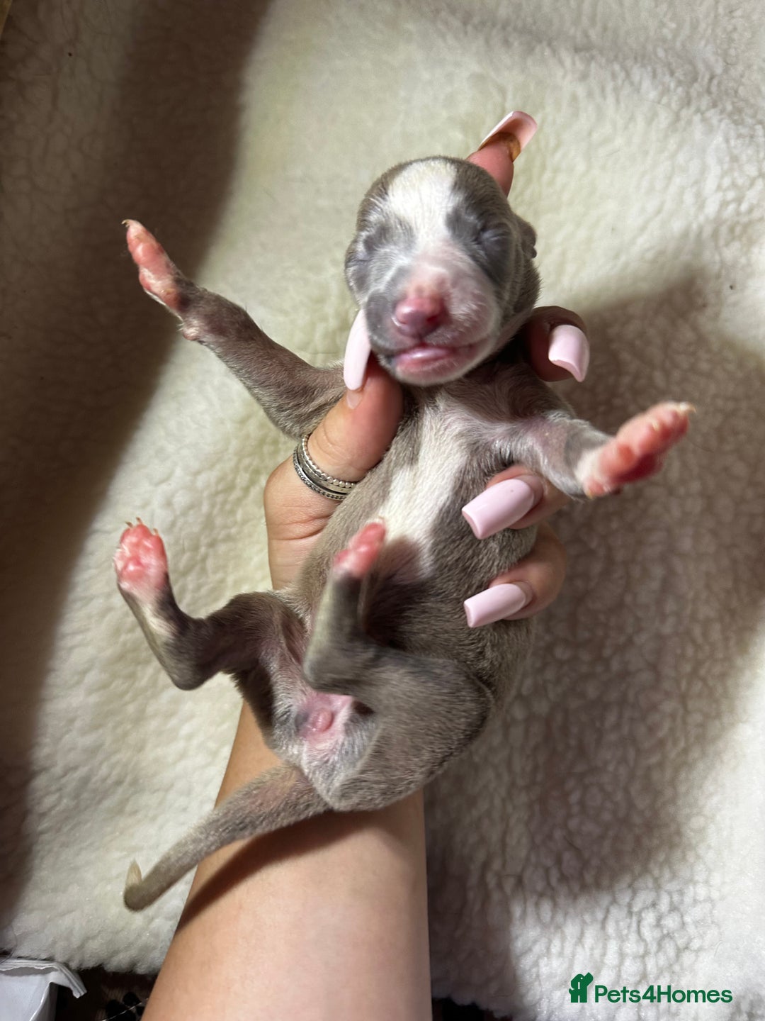 Whippet dogs for sale: Pedigree Purebred Blue and Two Toned Whippets - Image 13