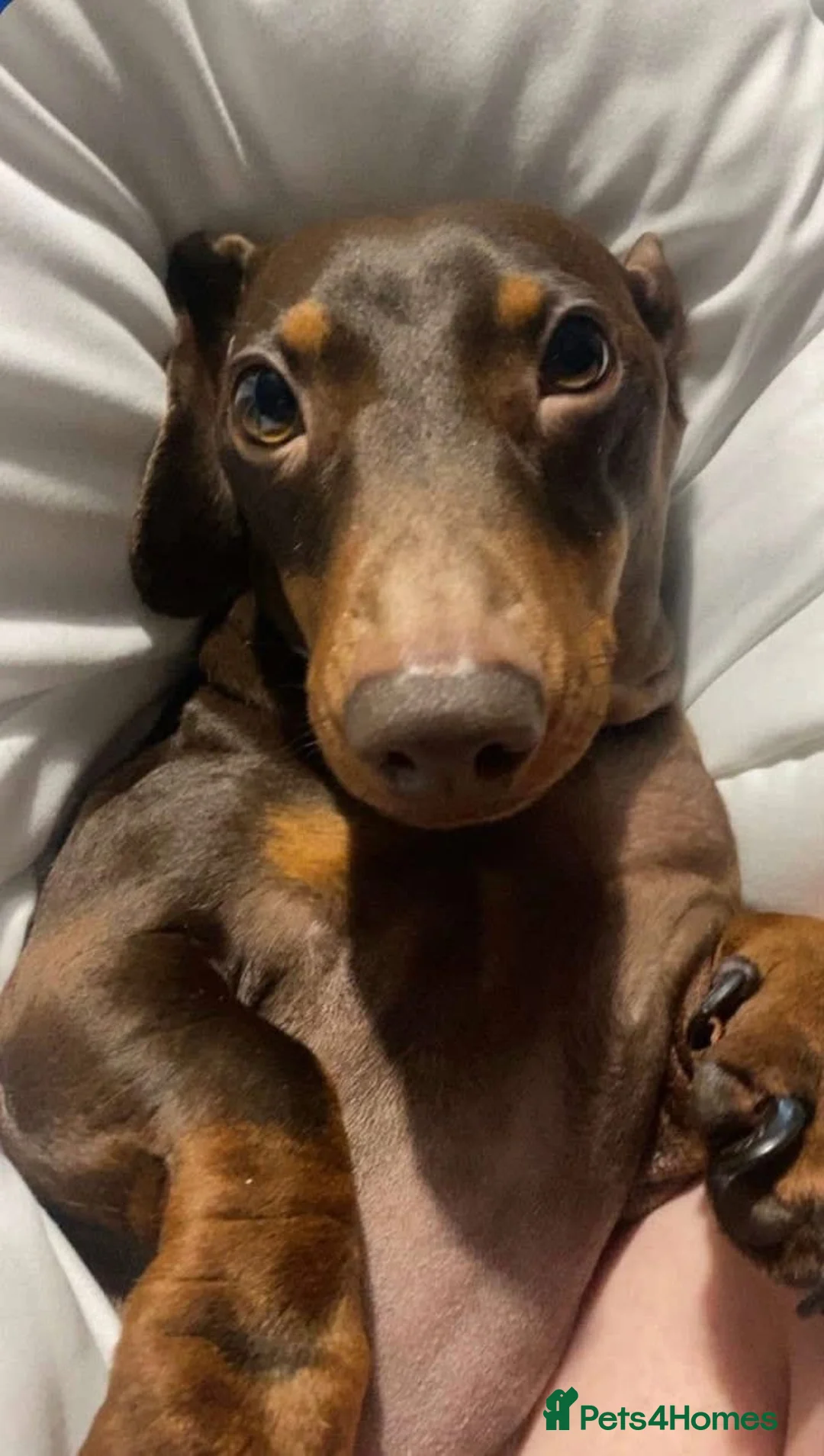 Miniature Dachshund dogs for sale: Miniture daschund - Advert 3