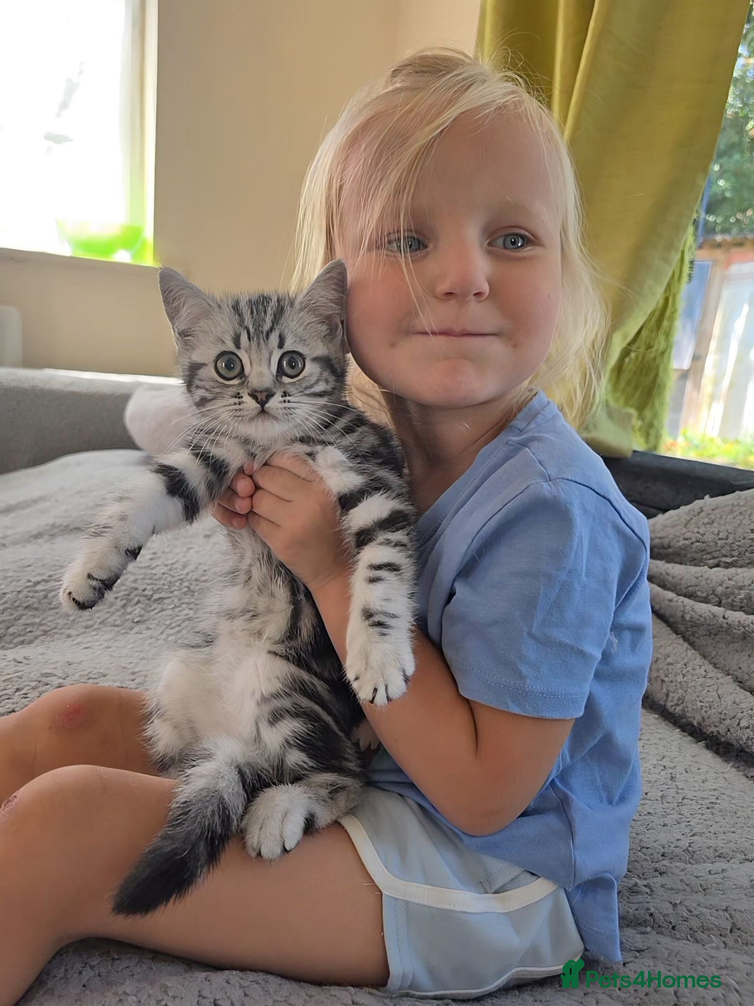 British Shorthair cats Silver Tabby Kittens, Rare GCCF Show Quality.  - Advert 2