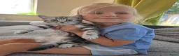 British Shorthair cats for sale: Silver Tabby Kittens, Rare GCCF Show quality. - Advert 27