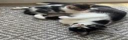 Mixed Breed cats for sale: Kittens 4 for sale  in Cardiff - Advert 1