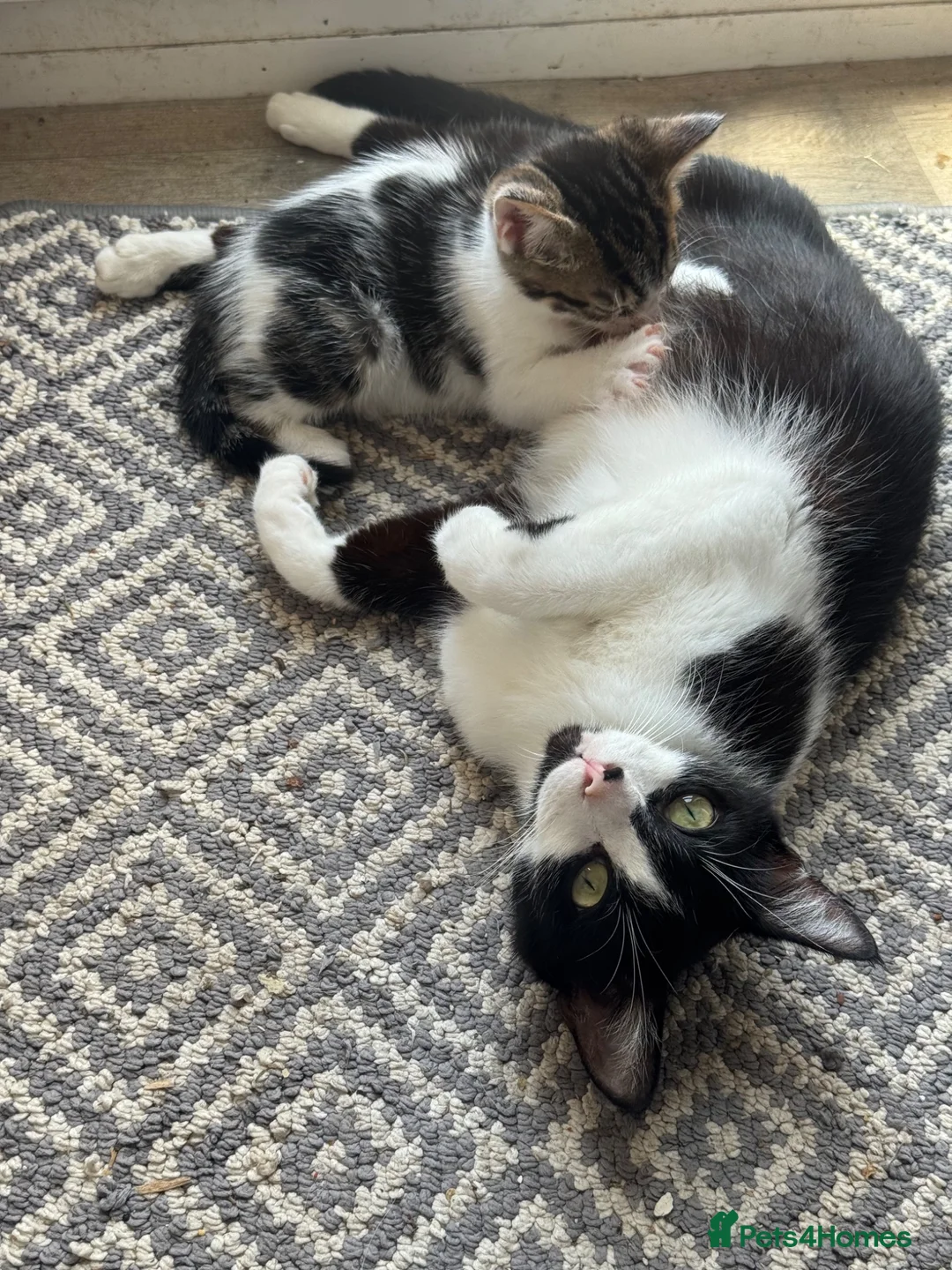 Mixed Breed cats for sale: Kittens 4 for sale  in Cardiff - Advert 1