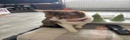 Mixed Breed cats for sale: Female Mixed breed. - Advert 4