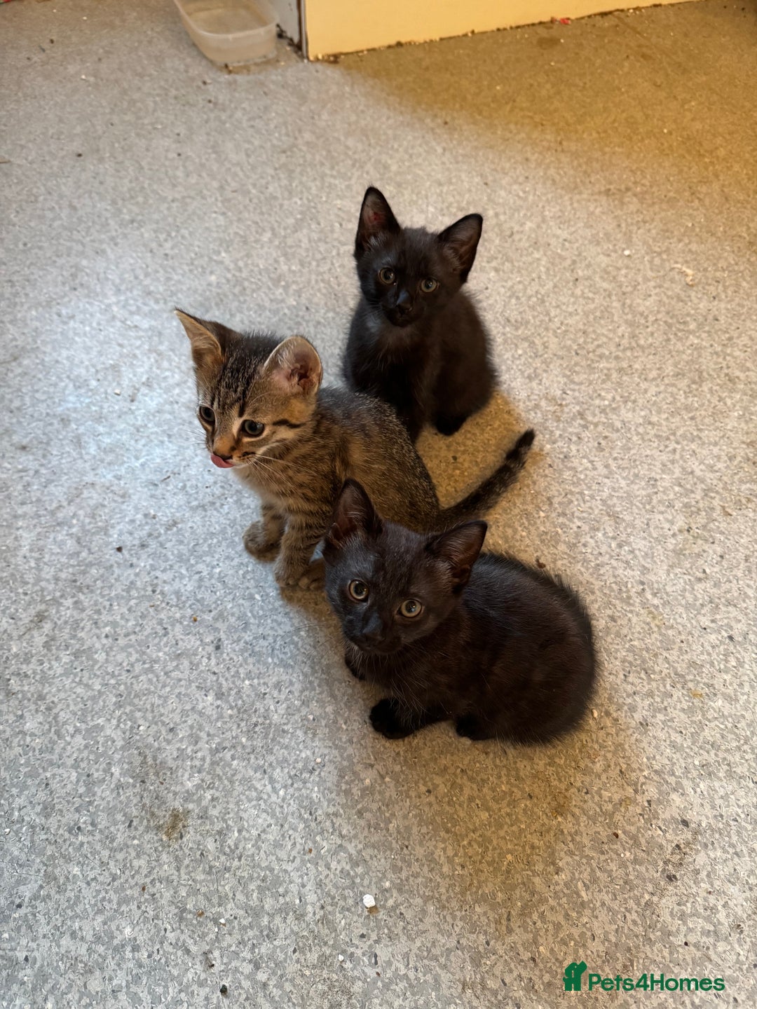 Mixed Breed cats for sale: Male kittens - Advert 7