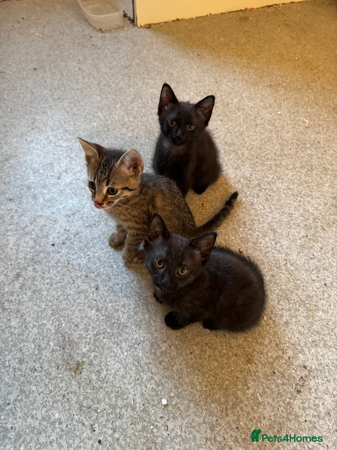 Mixed Breed cats for sale: Male kittens - Advert 7