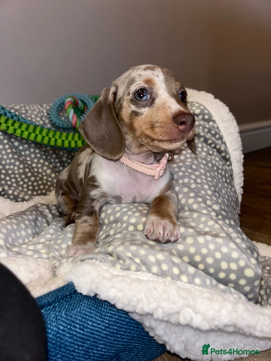 Miniature Dachshund dogs for sale: Miniature dachshund - Advert 6