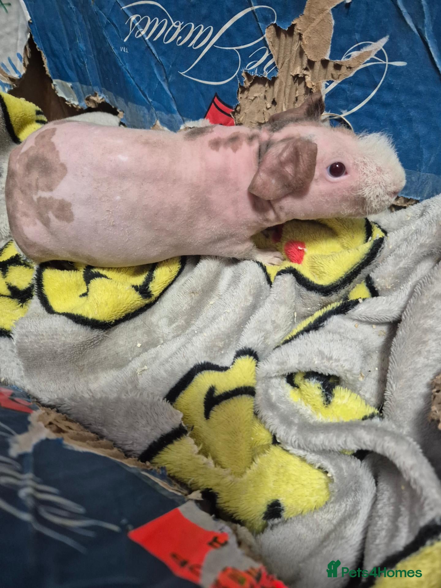 Guinea Pig rodents BARGAIN Pair of Baby Male Skinny Pigs For Sale  - Advert 11