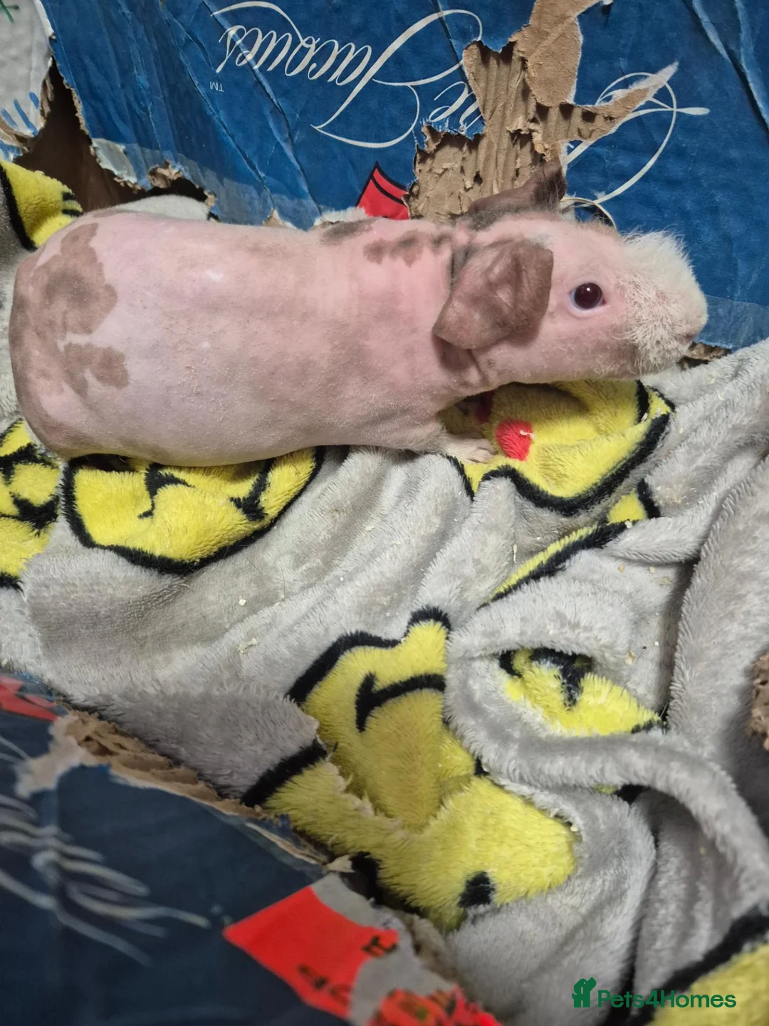 Guinea Pig rodents for sale: BARGAIN Pair of Baby Male Skinny Pigs For Sale  - Advert 1