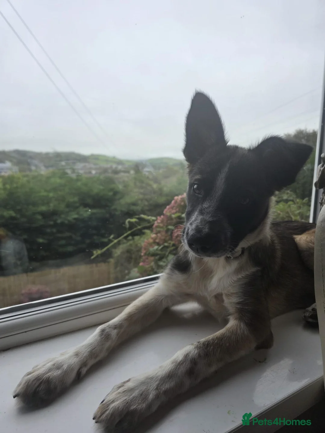 Welsh Collie dogs for sale: tri colour welsh collie - Advert 2