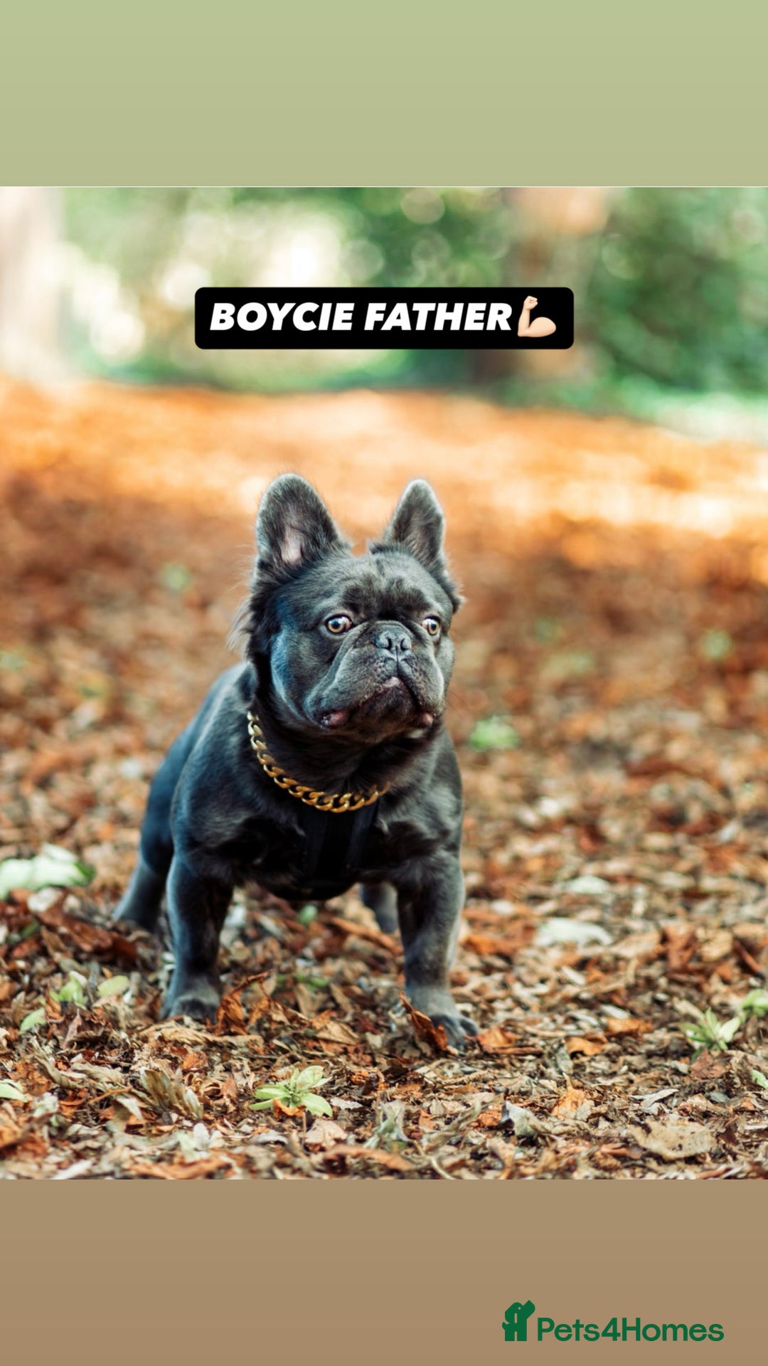 French Bulldog dogs for sale: LILAC TAN FRENCH BULLDOG PUPPY L4/L4 FLUFFY💪🏻⭐️ - Advert 9