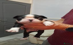 Boston Terrier dogs for sale: Stunning boston terrier puppies - Image 1