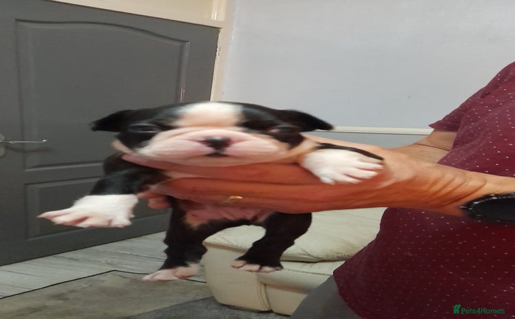 Boston Terrier dogs - Advert 9