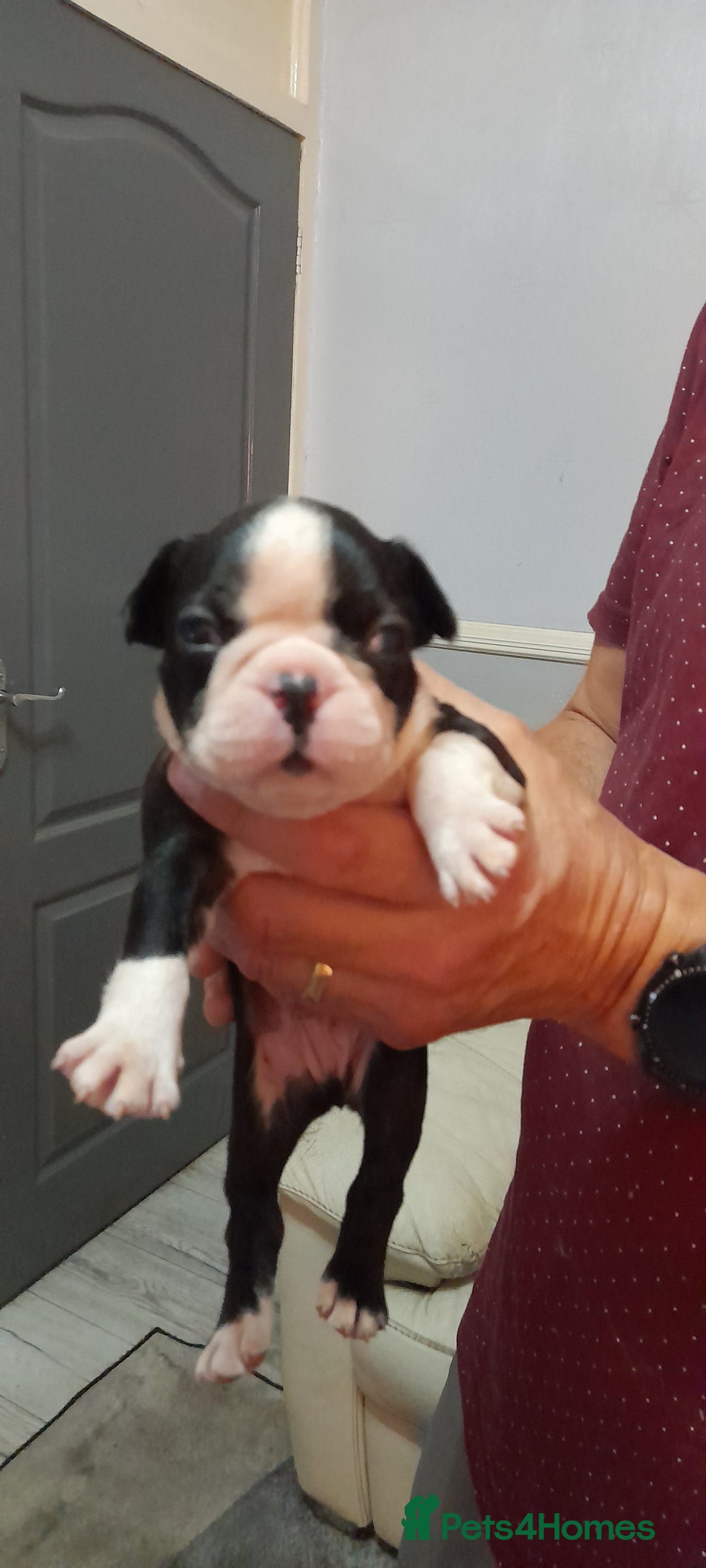 Boston Terrier dogs for sale: Stunning boston terrier puppies - Image 1