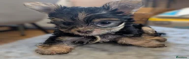 Biscuit