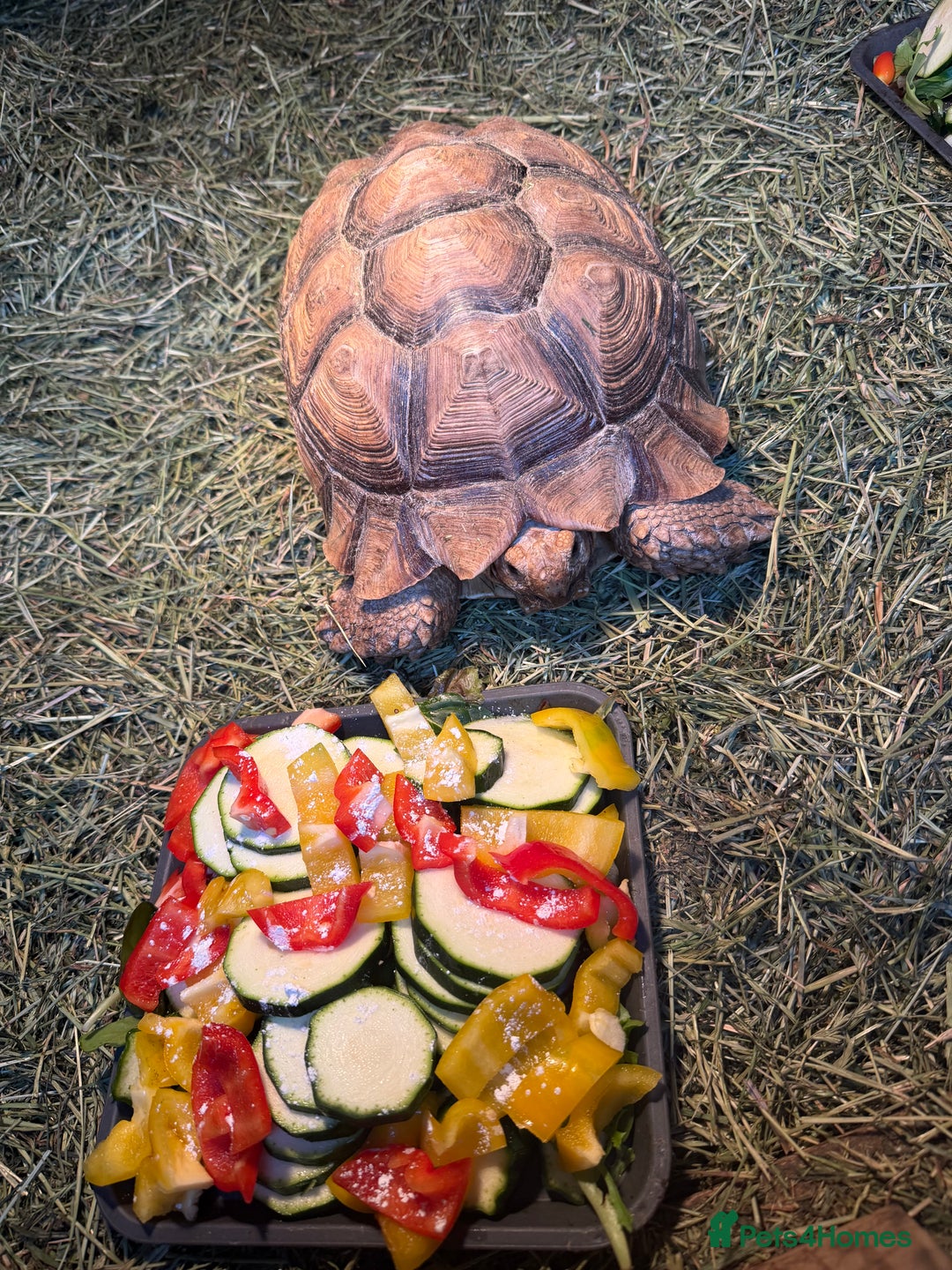 Tortoise reptiles for sale: Giant African Sulcata Pair - Advert 6