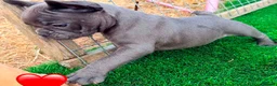 French Bulldog dogs for sale: Blue French bulldog puppies  - Advert 14