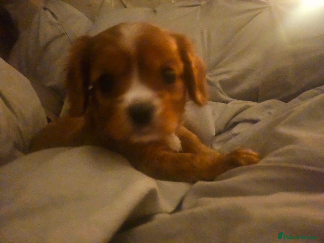 Cavalier King Charles Spaniel dogs for sale: Cavalier king charles puppys READY NOW pedigree KC - Advert 26