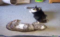 Exotic cats for sale: EXOTIC 18 MONTH OLD CAT - Advert 5