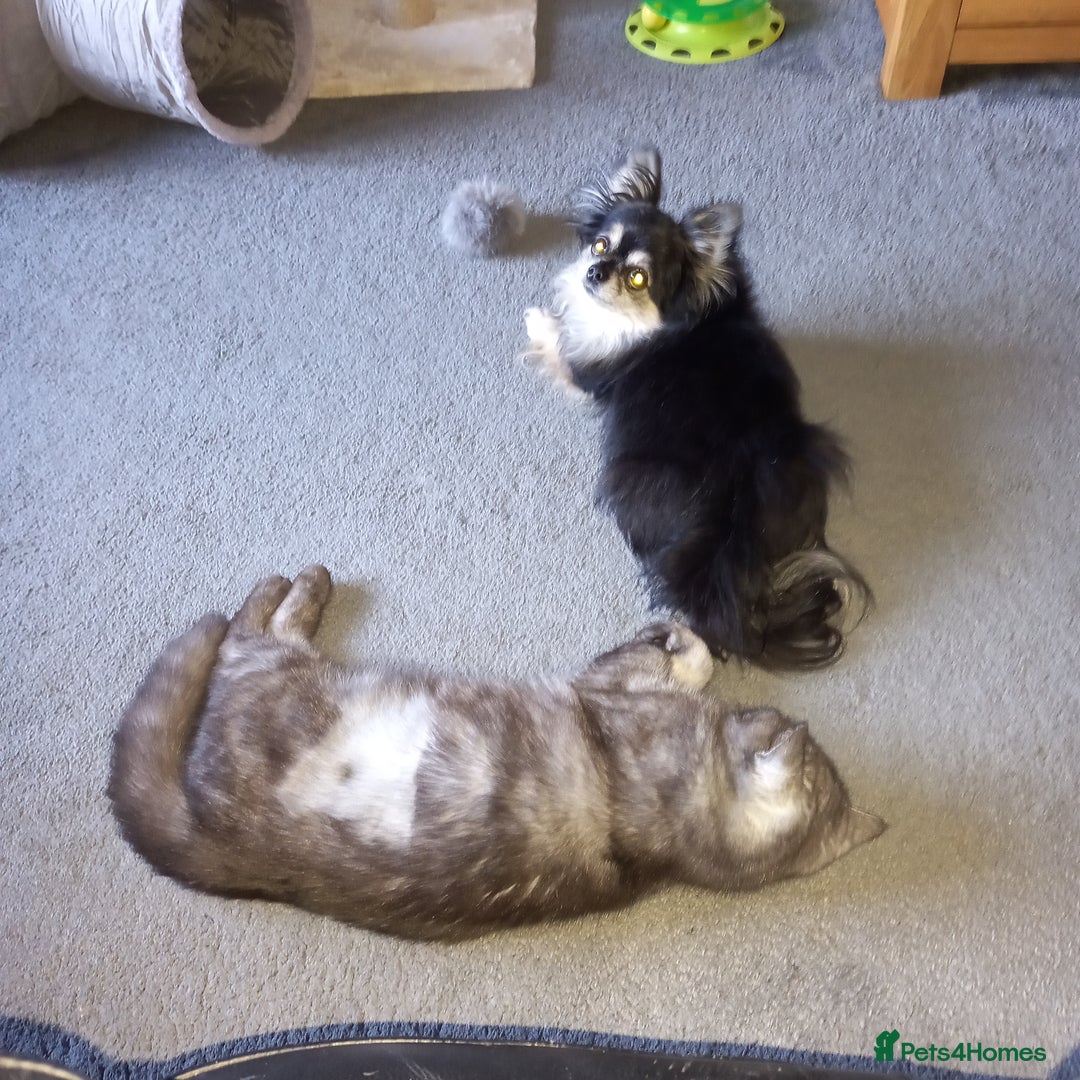 Exotic cats for sale: EXOTIC 18 MONTH OLD CAT - Advert 5