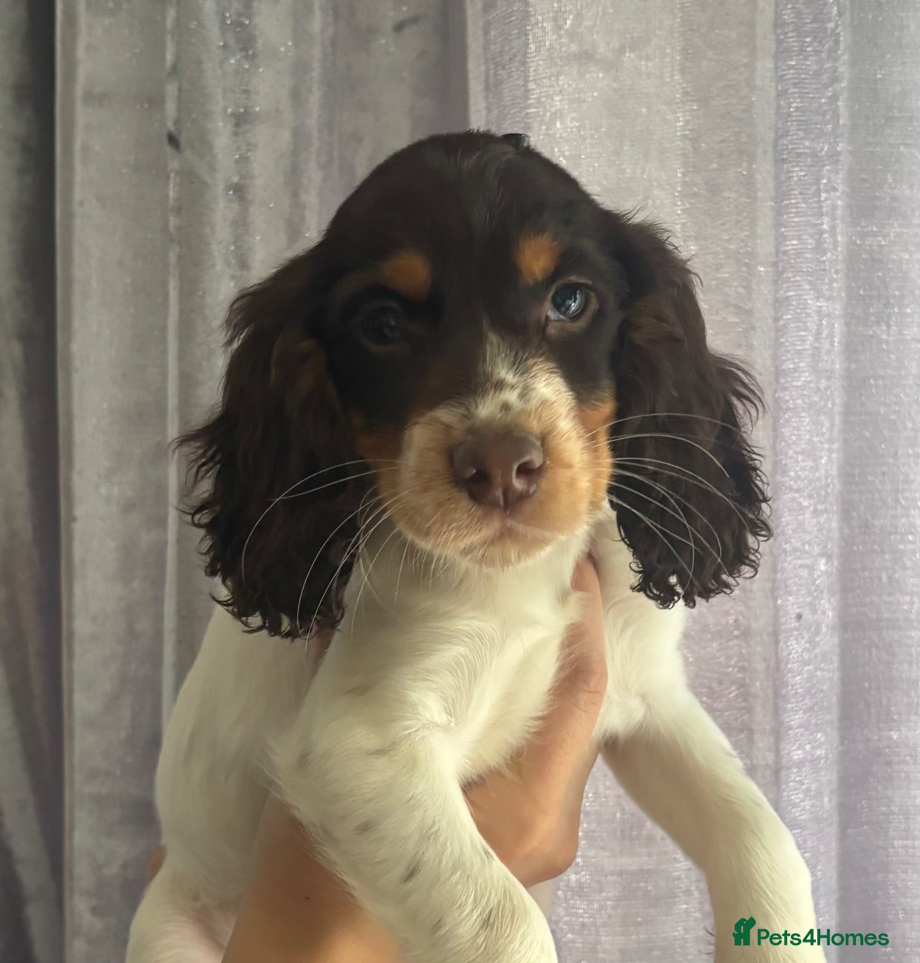 Cocker Spaniel dogs for sale: Last pup!!! £850 COCKER SPANIEL GIRL PUP - Advert 1