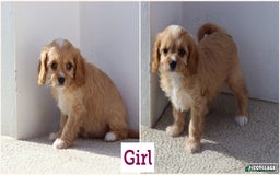 Cavapoo dogs for sale: F1 Cavapoo puppies for sale - Image 6
